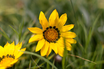 Front view of yellow daisy (grindelia pulchella)