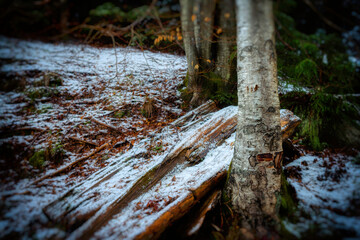 stump in the woods