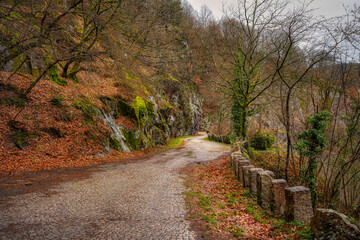 Obraz premium path in the forest