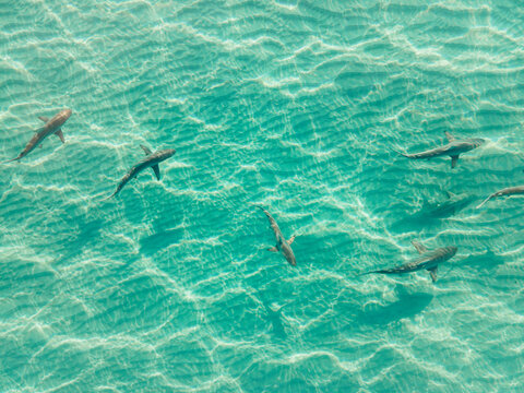 Shark Conga