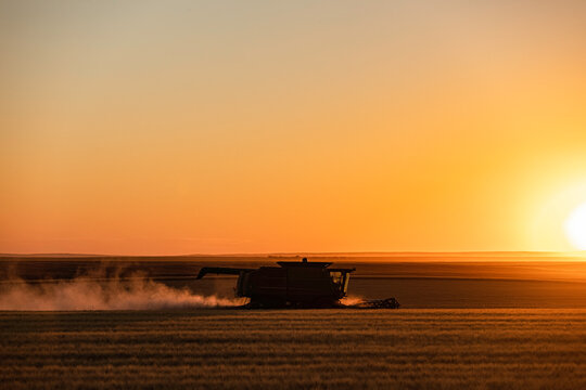 Combining wheat