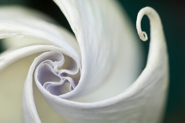 USA, Pennsylvania. Datura flower close-up.