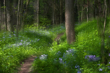 USA, Pennsylvania, Cedar Creek. Double-exposure of scenic with trail through blue phlox wildflowers and trees.