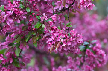 USA, Pennsylvania. Cherry blossom tree in bloom.