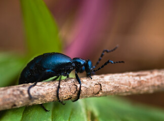 USA, Pennsylvania. Close-up of spring beetle crawling on limb with trillium in background.