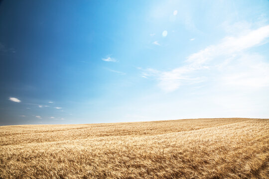 Wheat fields