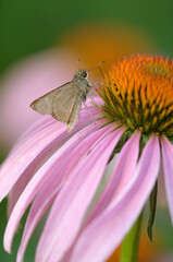 USA, Pennsylvania. Skipper butterfly on cone flower.