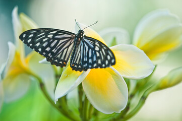 USA, Pennsylvania. Swallowtail butterfly on flower.