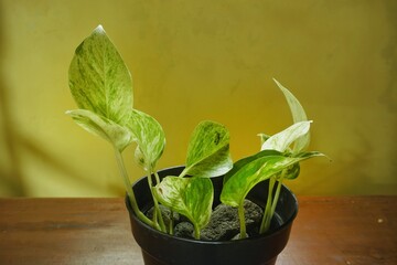 beautiful houseplants in pots