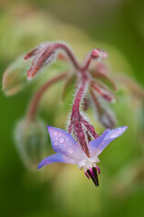 USA, Pennsylvania. Close-up of shooting star flower.