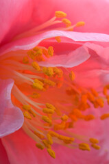 Fototapeta na wymiar USA, Pennsylvania. Camellia blossom close-up.