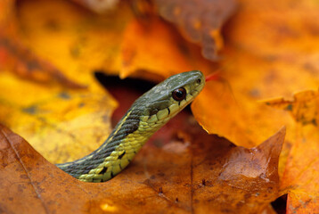 USA, Pennsylvania. Garter snake in autumn with tongue out.