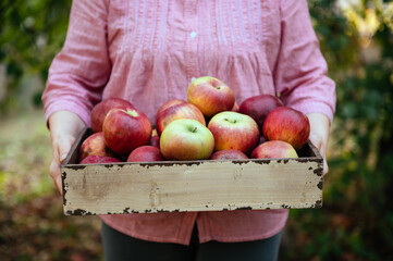 Woman holding crate of windfall apples