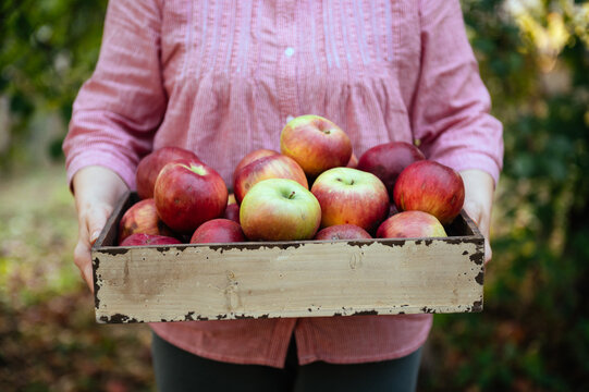 Woman holding crate of windfall apples