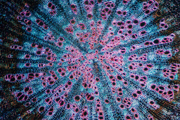 Micrograph of Sophora flavescens root