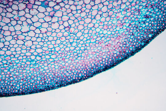 petiole of Cibotium barometz plant cell micrograph