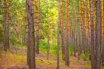 cedar forest and glade in Siberia