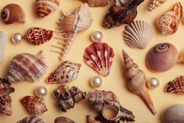 a lot of different empty sea shells on yellow background, macro details