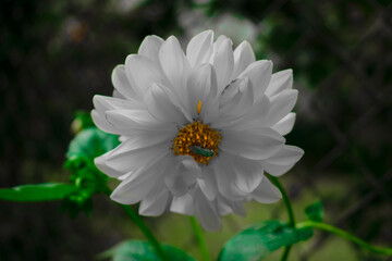 Obraz premium white daisy flower