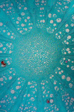 Micrograph of Caulis aristolochiae manshuriensis stem plant cell