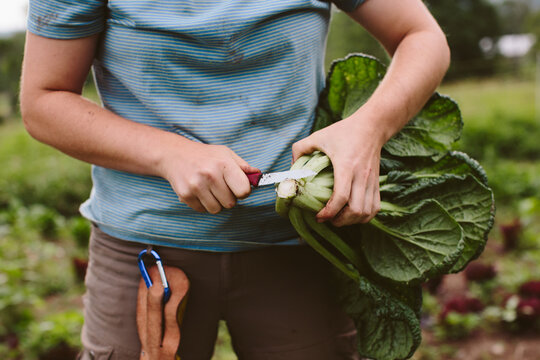 Kale Harvest