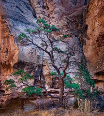 Green tree against red sandstone in Capital Reef National Park