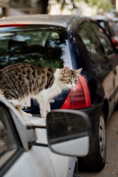 Cute stray cat on top of car in the street