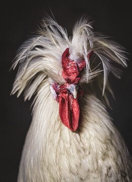 Ferdinand, a Mottled Houdan x Buff Laced Crested Polish x Sicilian Buttercup Rooster