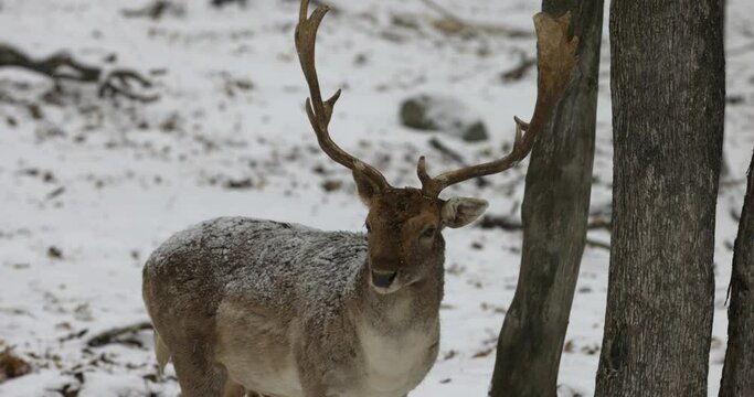 Young buck deer stares off into the distance while in winter forest - medium shot
