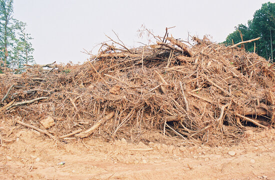 Clear cut