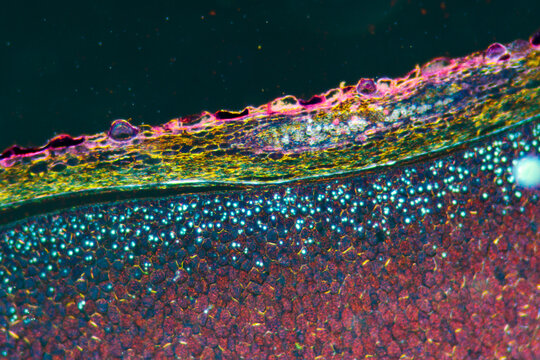 bitter almond (Semen Armeniacae Amarum) seed plant cells microgr