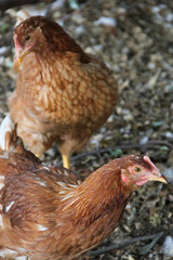 chicken on the farm