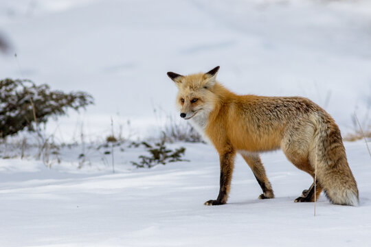 red fox in the snow hunting in yellowstone