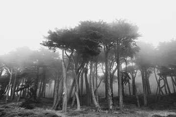 Fog Descends on Lands End