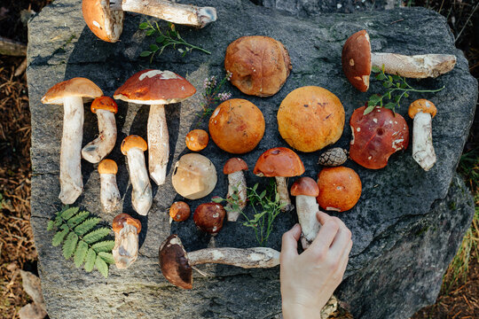 Crop person arranging mushrooms on stone