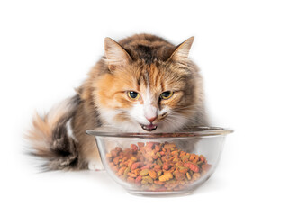 Cat eating kibbles from a bowl. Cute kitty with mouth open behind a large glass dish filled with dry pet food. Concept for overfeeding or overeating cats, dogs and pets. Isolated . Selective focus.
