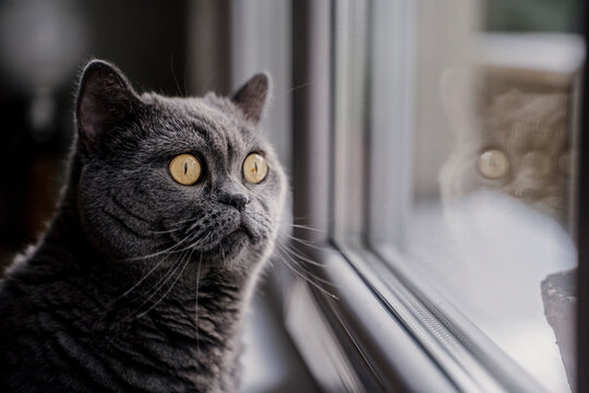 Cute British Shorthair cat looking through window in home living room