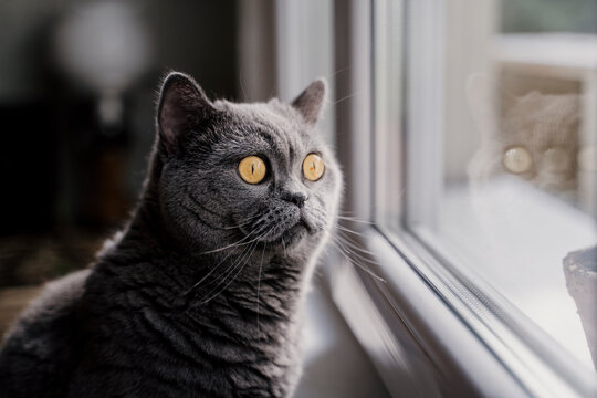 Cute British Shorthair cat looking through window in home living room