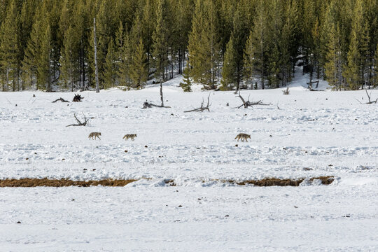 druid timber wolf on snow in yellowstone