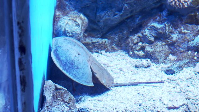 Horseshoe crab or King crab underwater in aquarium