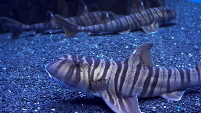 Demoiselle or tiger shark underwater in aquarium