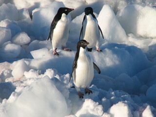 海氷を歩くアデリーペンギン