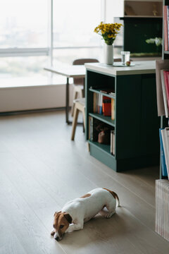 The dog is at home.
