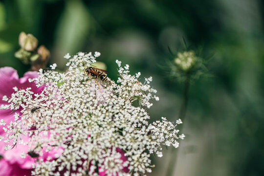 Bee eating pollen from tiny inflorescence of umbellifer flower