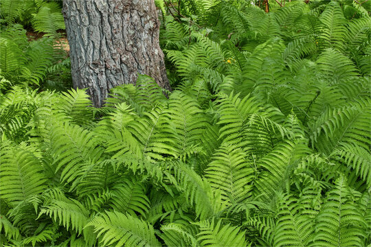 Ferns along Bell's Run Creek. Chanticleer Garden, Wayne, Pennsylvania.