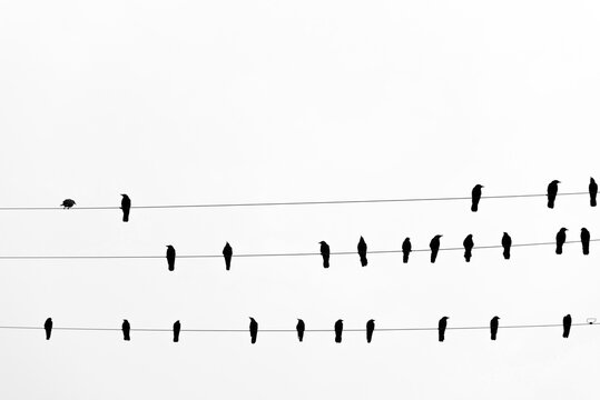 Crows on a wire