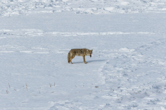 druid timber wolf on snow in yellowstone