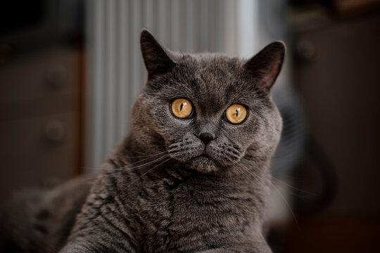 Cute British Shorthair cat looking at camera with wide open eyes
