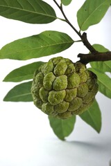 Fototapeta premium srikaya fruit on a white background