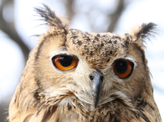 great horned owl